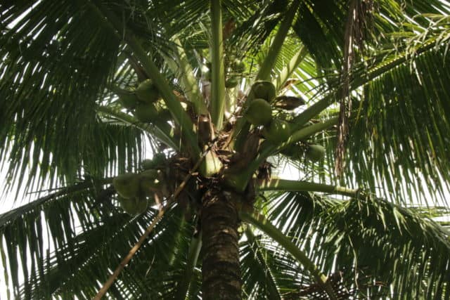 Blick nach oben: Erntereife Kokosnüsse hängen an einer Kokospalme