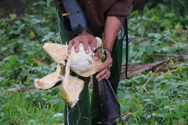 Geerntete Kokosnüsse werden vorsichtig geöffnet und ihre dünne Schale und braune Schutzhaut per Hand entfernt