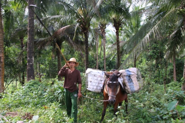 Mit einer langen Stange werden reife Kokosnüsse gepflückt und zur Sammelstelle gebracht.