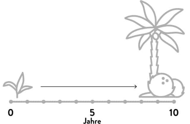 Zeitstrahl zeigt, dass es ca. 10 Jahre braucht bis eine Kokospalme ganzjährig erntereife Früchte trägt.