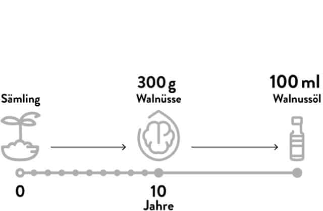 Zeitstrahl zeigt, dass es ca. 10 Jahre braucht bis ein Walnussbaum erntereif ist und daraus Walnussöl hergestellt werden kann