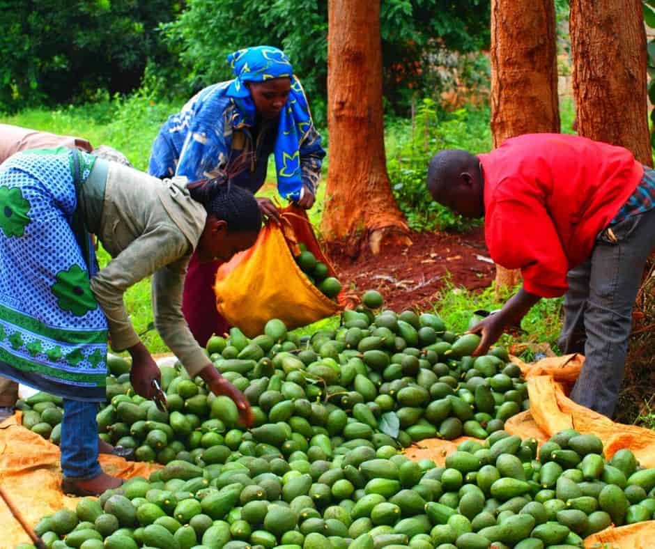 Drei kenianische Kleinbauern begutachten die frisch geernteten Bio-Avocados.