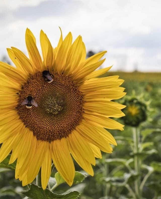 Sonnenblume mit Hummeln Sonnenblumenfeld für Sonnenblumenöl