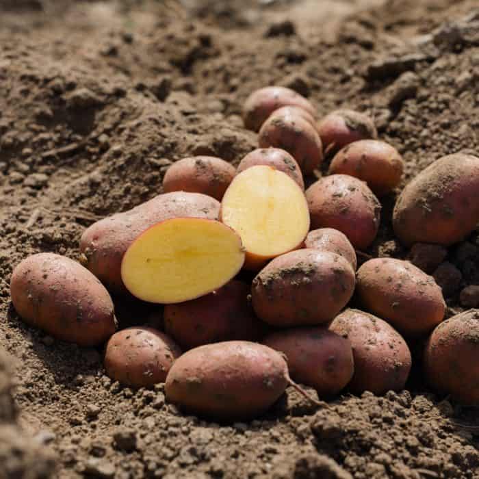 Kartoffeln vom Biohofgut in Klappendorf