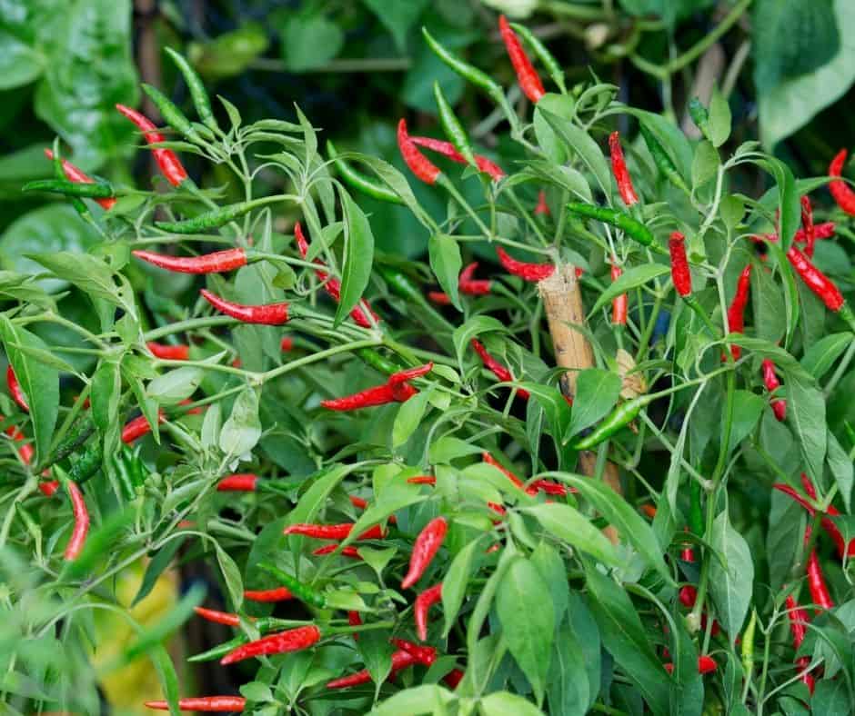 Pflanze mit Chilis